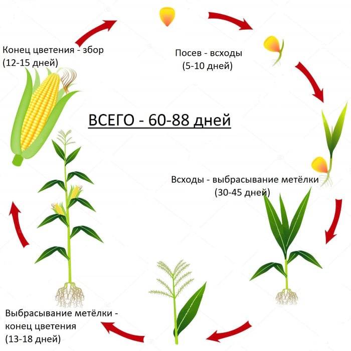 Правила размножения и культивирования кукурузы в огороде