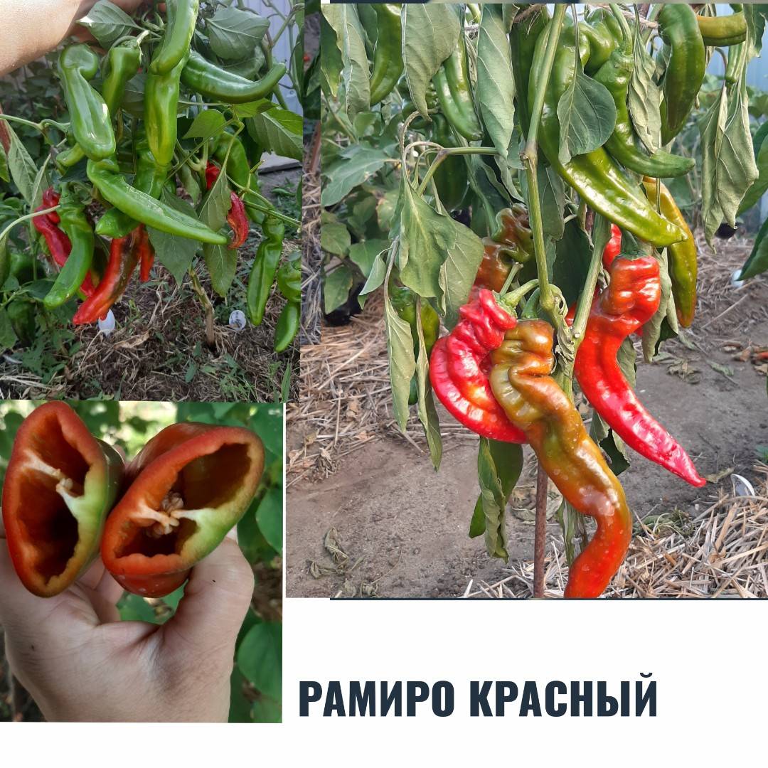 Перец рамиро: описание сорта, отзывы, фото и урожайность