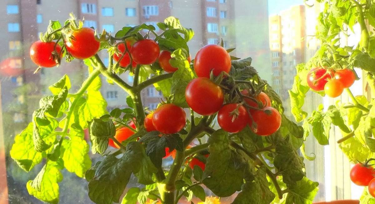 Как вырастить помидоры дома – маленькие хитрости в помощь начинающим