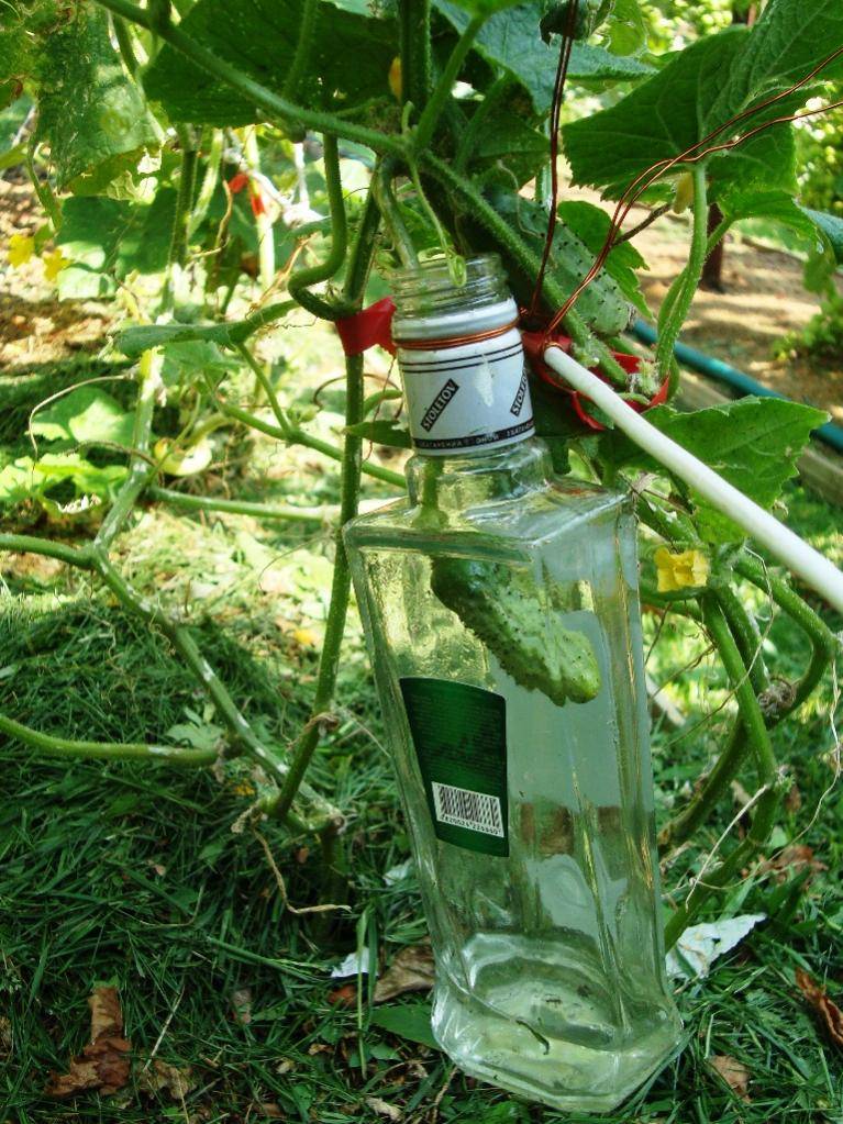 Посадка огурцов в 5-литровых бутылках: правила выращивания, уход, фото