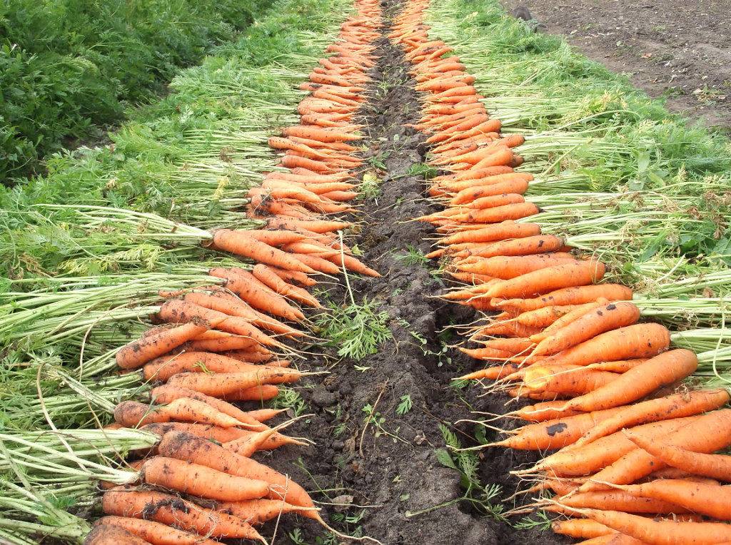 Когда убирать морковь с грядки на хранение