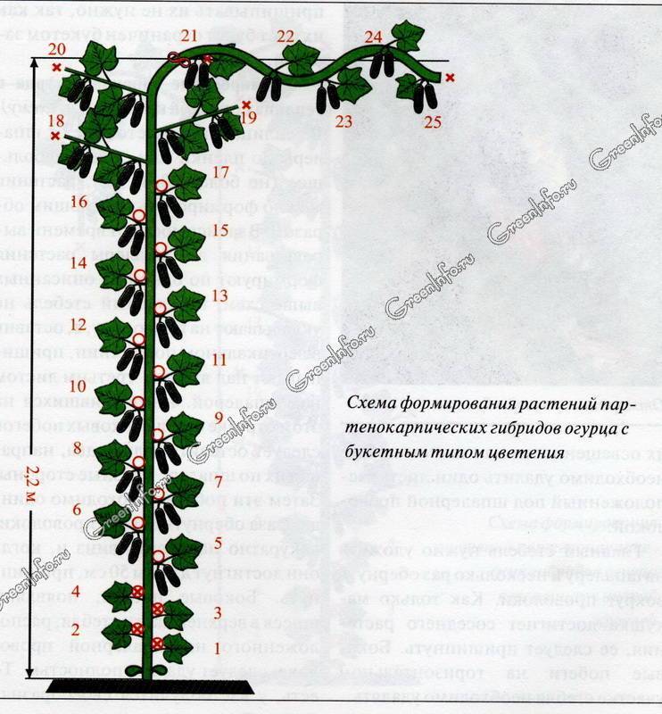 Формирование и пасынкованые болгарского перца: схемы в один и два стебля