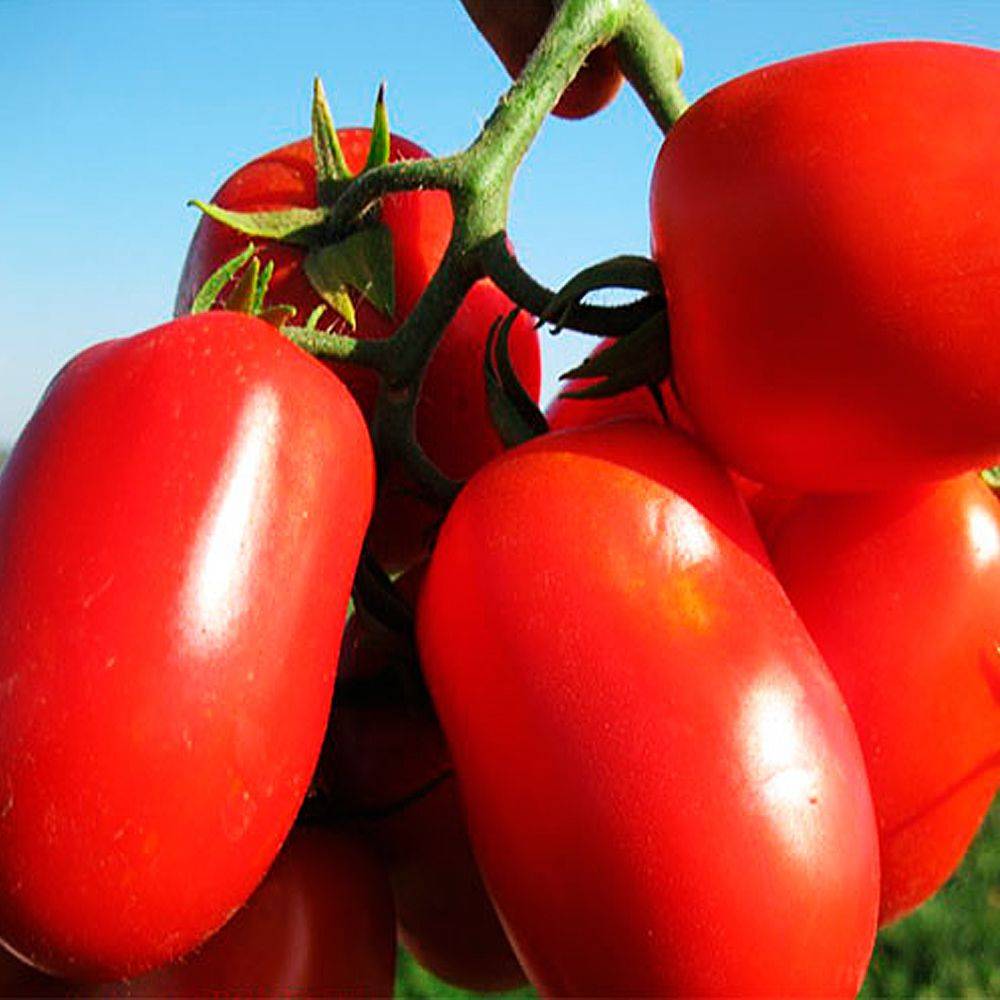 Описание высокоурожайной новинки из голландии — сорт томата «торбей»