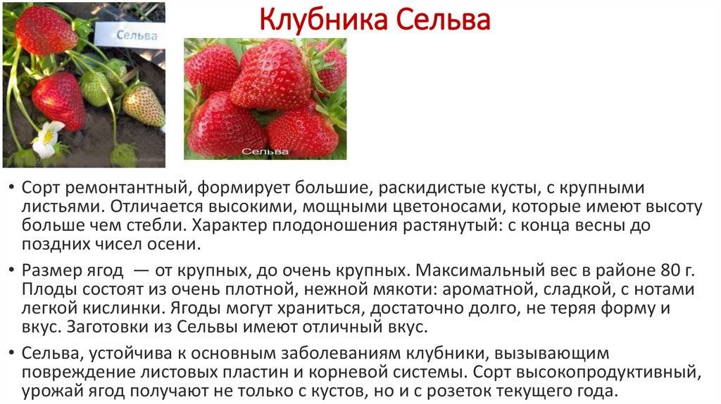 Клубника сорт вима кимберли: карамельный аромат и высокая урожайность