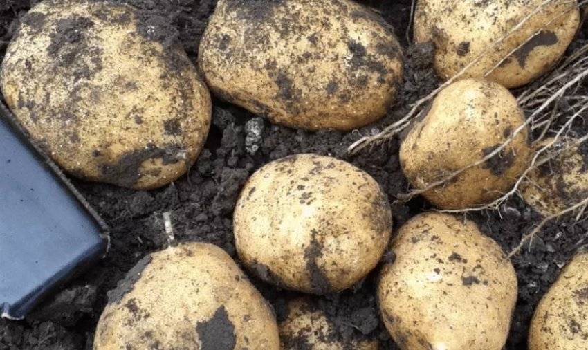 Почему картошка не цветет: причина и влияние на урожай