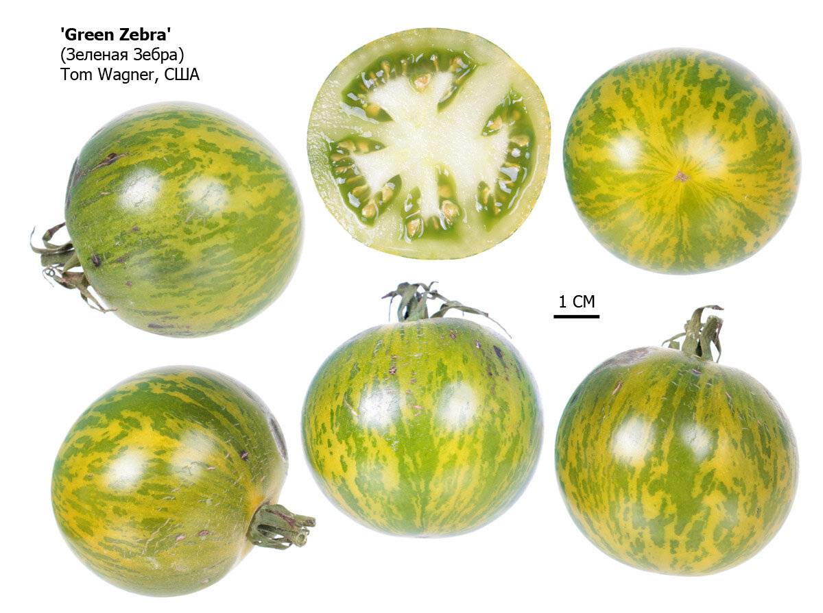 Описание томата Зеленая зебра и других видов помидор