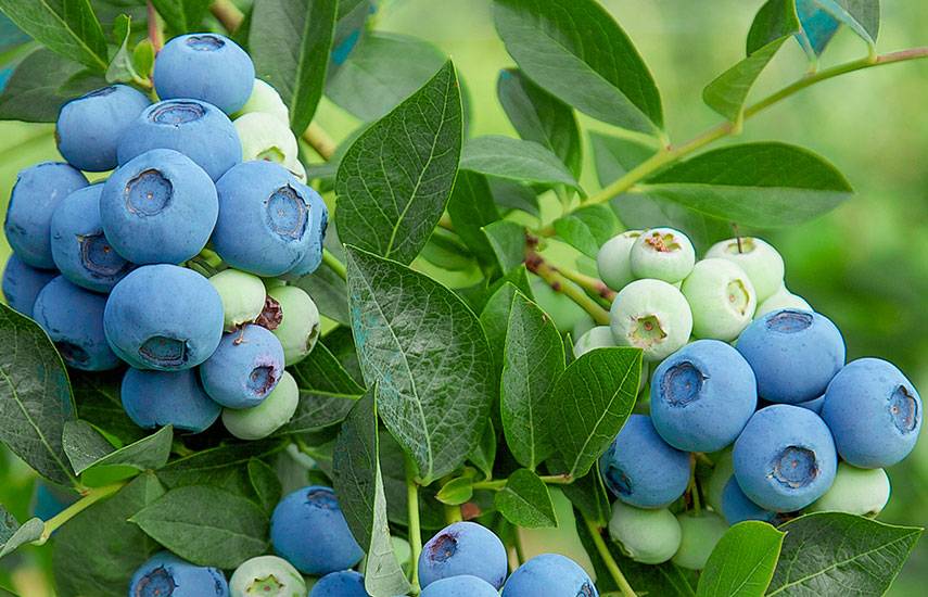 Голубика садовая: от посадки до сбора ягод