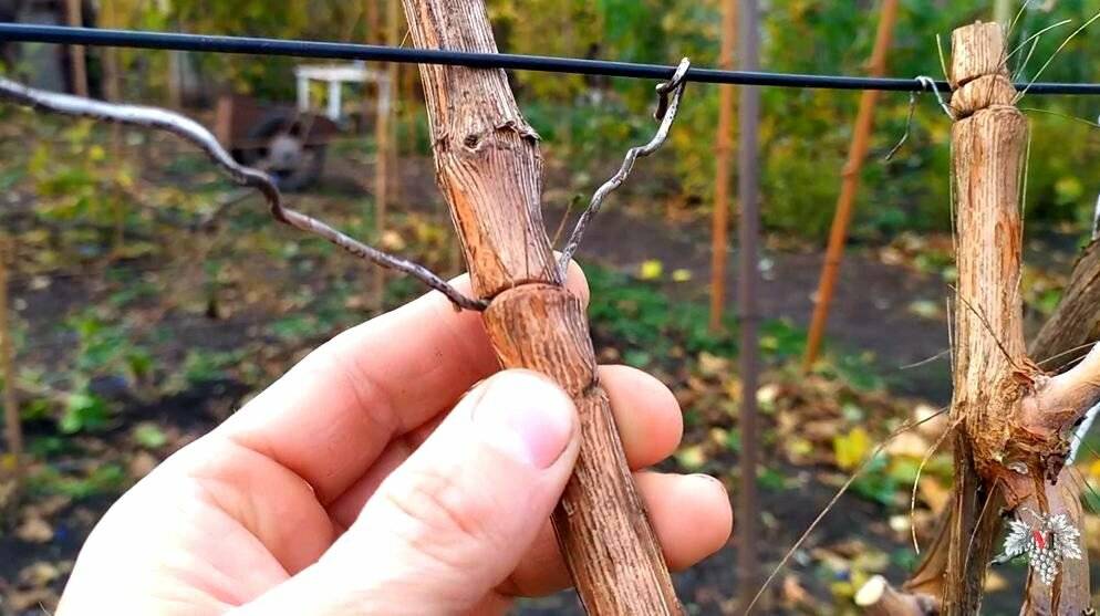 Подвязка молодого винограда для начинающих: способы
