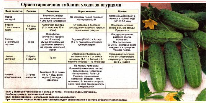 Армянский огурец: описание, сорта, посадка и выращивание, уход, заготовка семян, отзывы