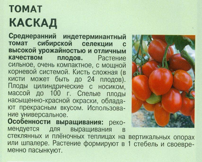 Томат казачка: характеристика и описание, отзывы, фото, урожайность сорта