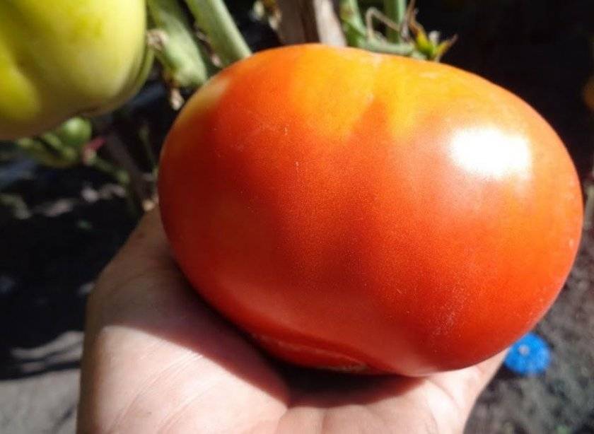 Описание высокоурожайного томата вечный зов и рекомендации по выращиванию сорта