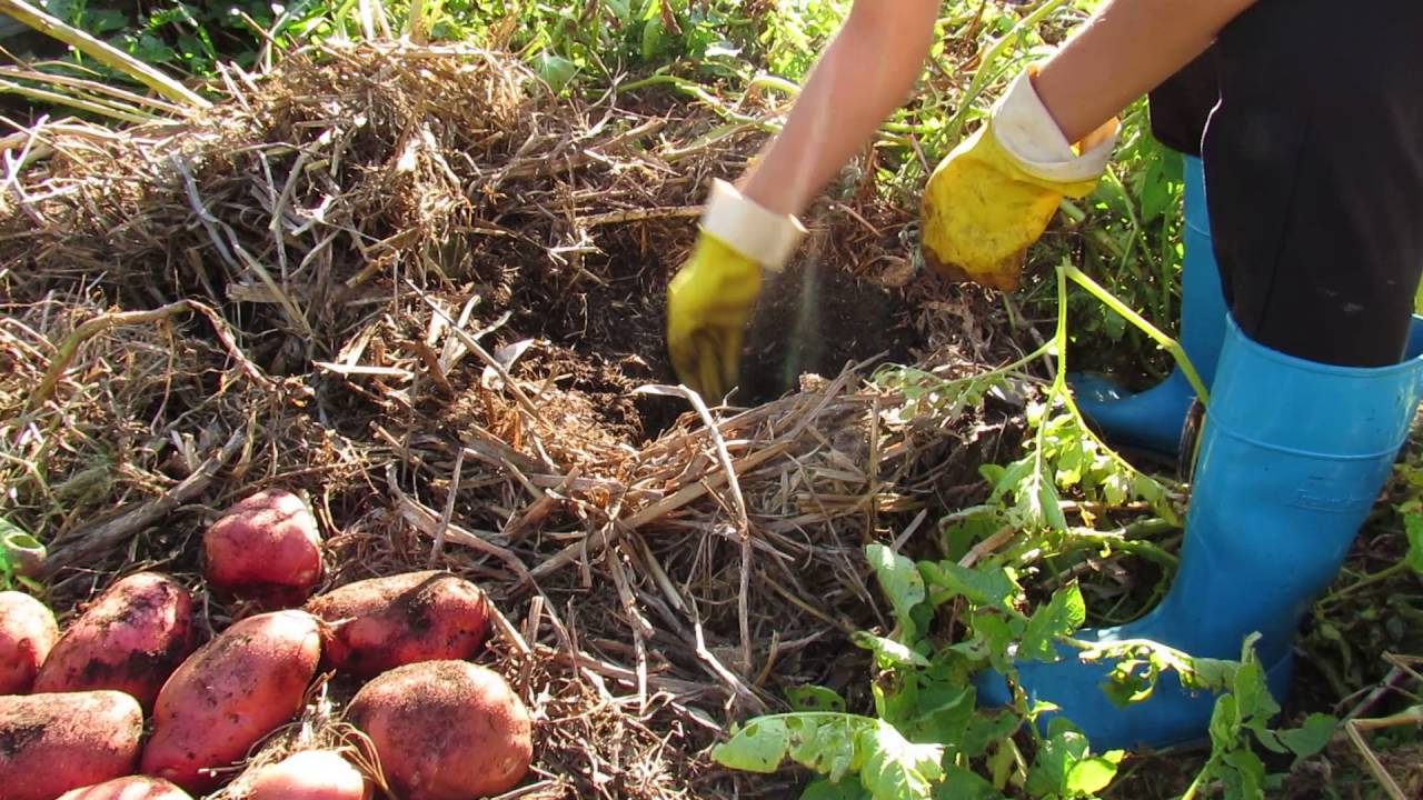 Мульчирование картофеля при посадке и после: как лучше сделать и чем мульчировать картошку, чтобы не окучивать
