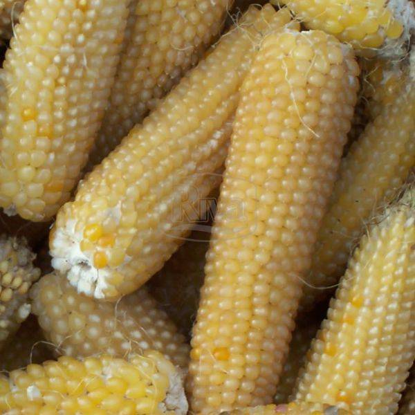 Кукуруза для попкорна: какая нужна, какие кукурузные зерна подходят для этой цели и как получить из них готовый попкорн разными способами