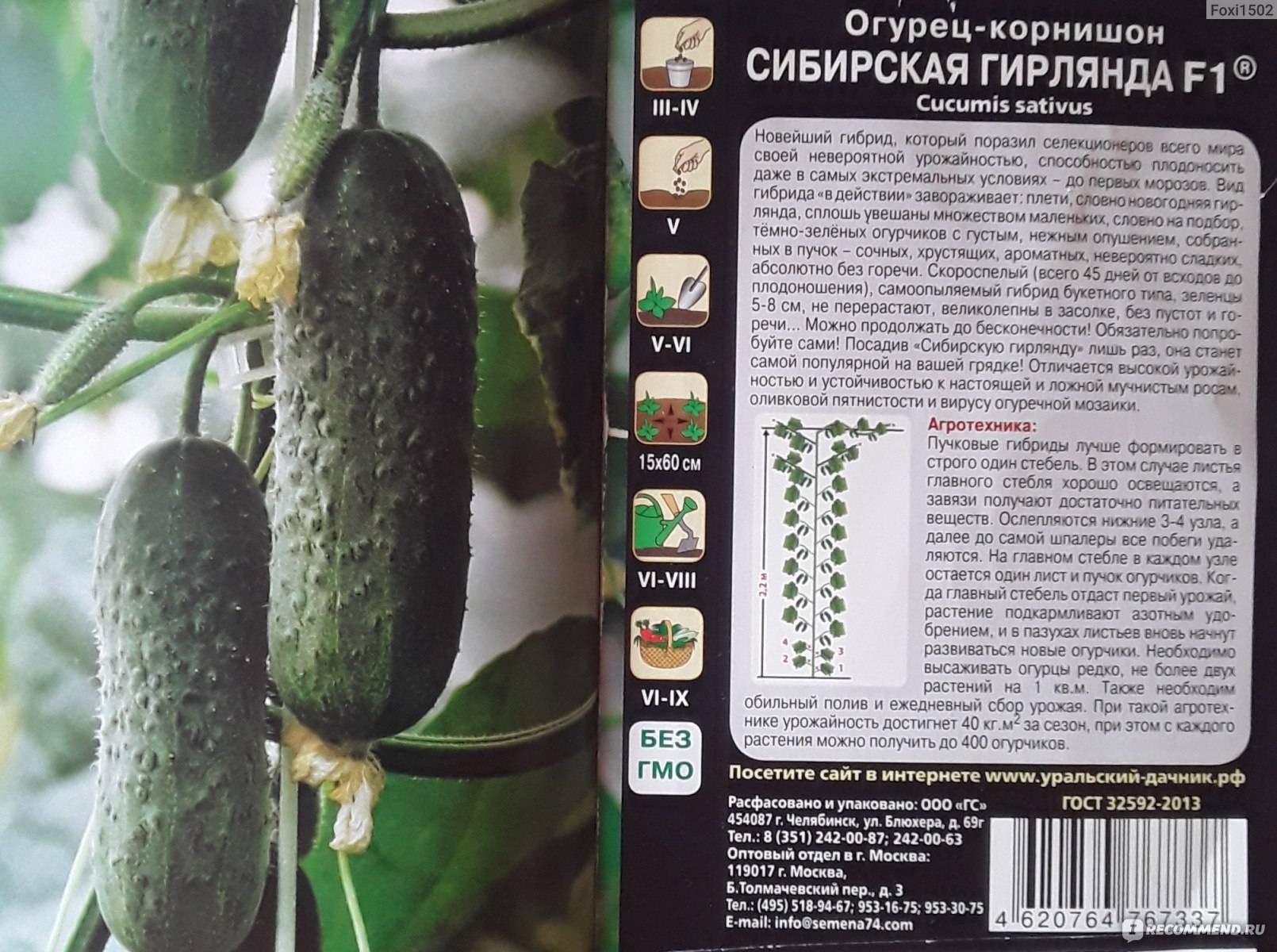 Огурцы аякс описание и характеристики сорта выращивание с фото
