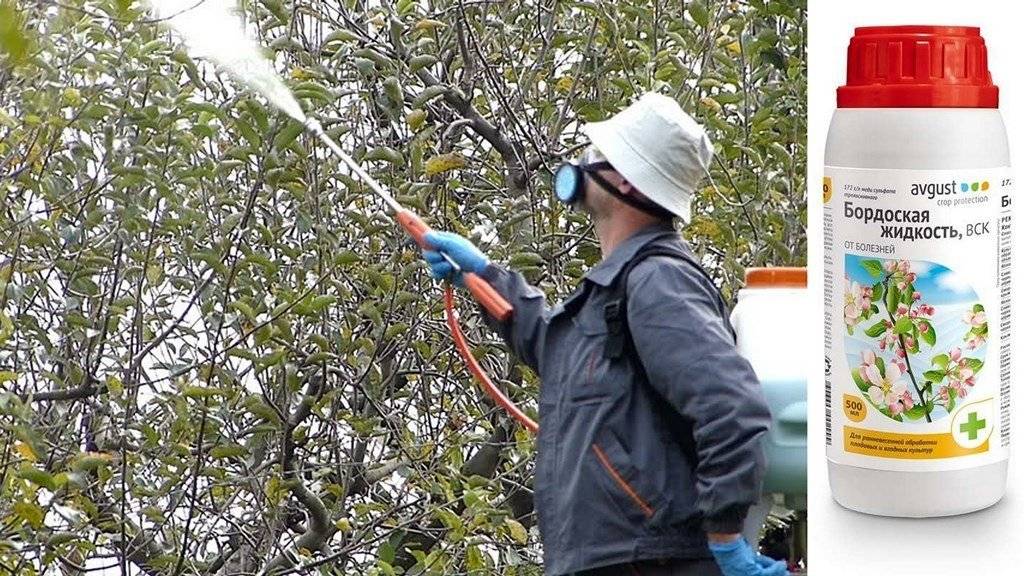 Лечение абрикоса: как бороться с болезнями косточковых деревьев. меры профилактики