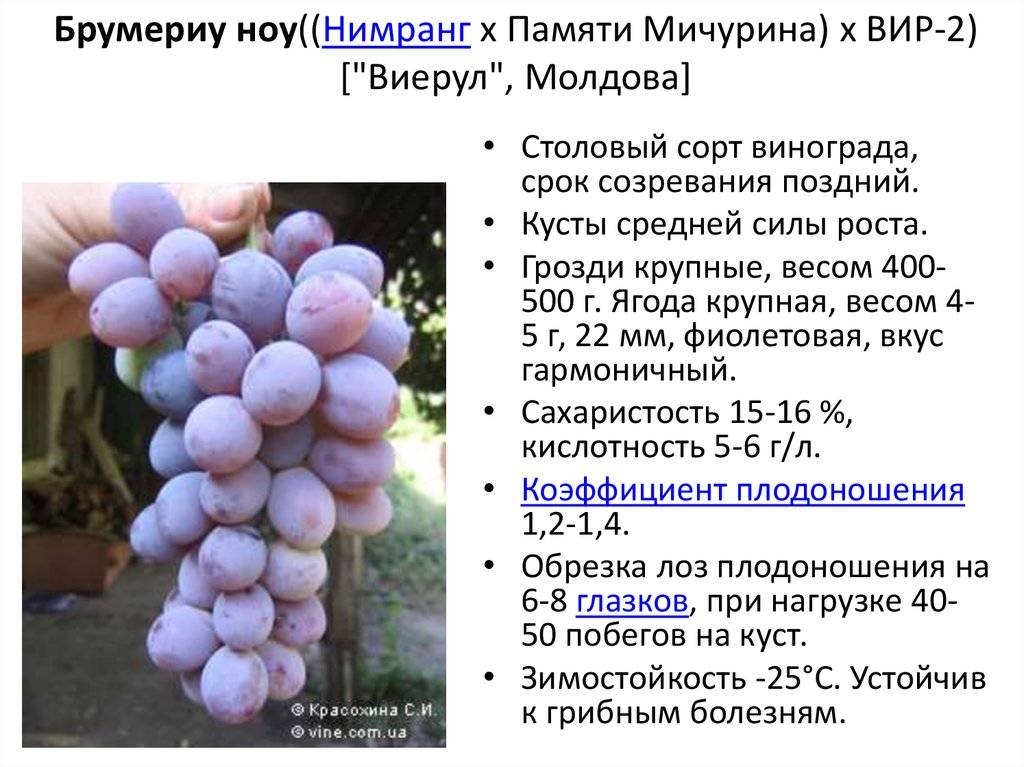 Памяти негруля виноград описание и фото характеристика