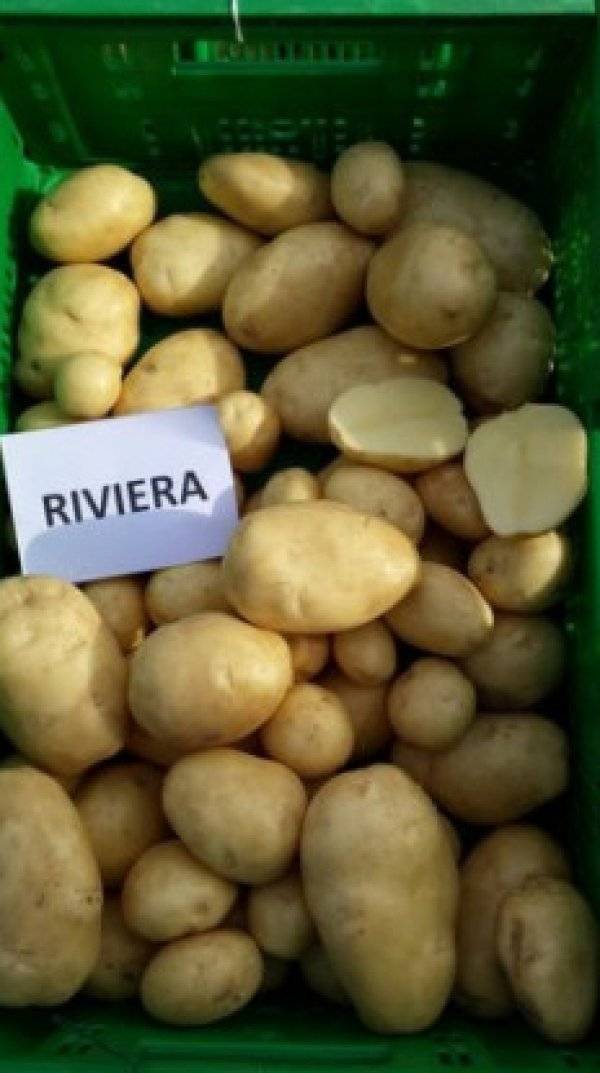 Картофель ривьера – описание сорта, фото, отзывы
