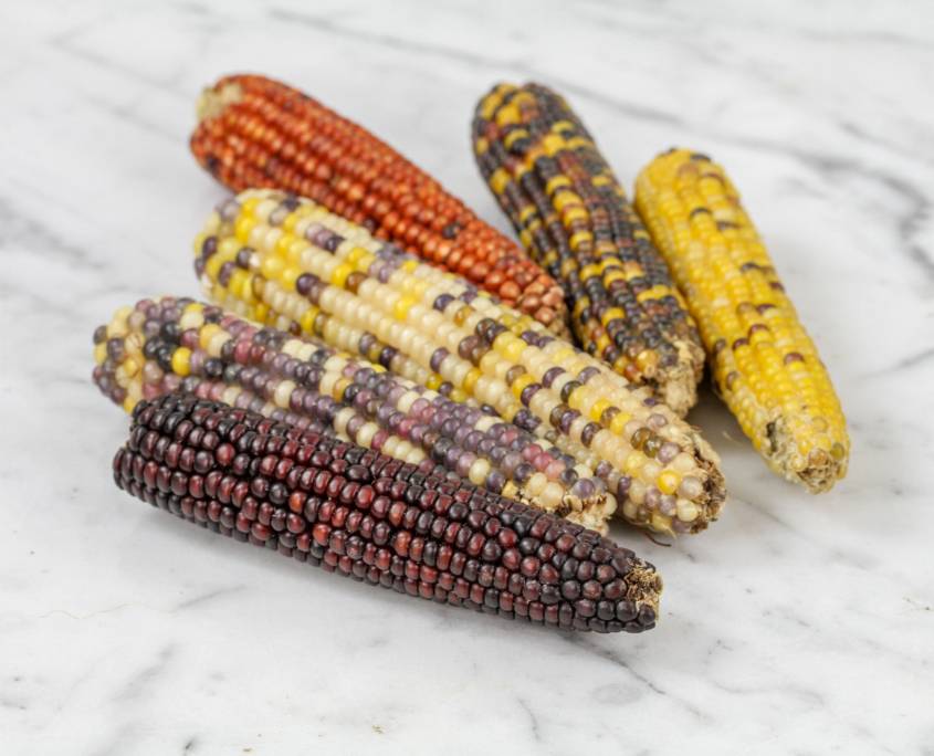 Описание Разноцветной кукурузы, выращивание и уход за растением