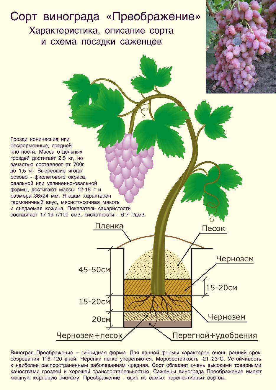 Монарх – виноград павловского: описание сорта, характеристика, недостатки, уход