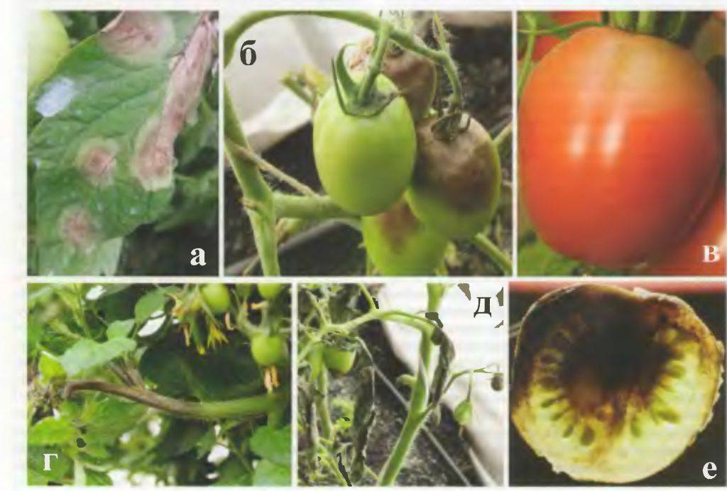 Фитофтора на помидорах - причины возникновения и способы лечения