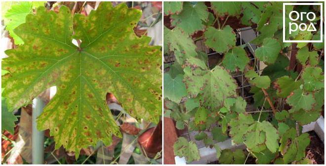 Характеристика и фото болезней листьев винограда и методы их лечения