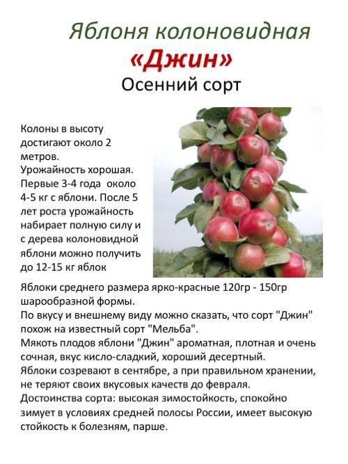 Колоновидная яблоня останкино: описание сорта, фото, отзывы