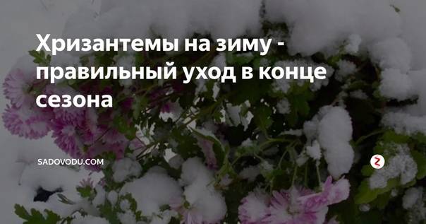 Как сохранить хризантемы зимой: проверенный 5 вариантов, чтобы сберечь цветы в период холодов русский фермер