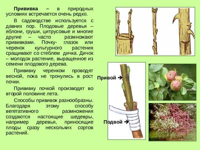 Прививка сливы на сливу весной для начинающих :: syl.ru