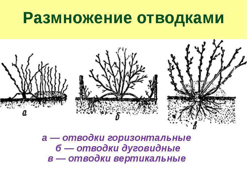 Правила размножения крыжовника черенками, отводками и делением куста