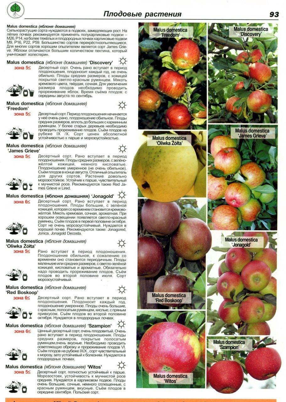 Сорт яблони фуджи, описание, характеристика и отзывы, а также особенности выращивания данного сорта