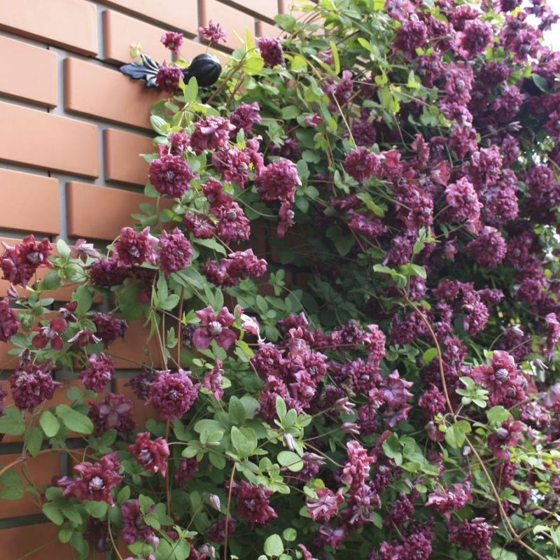 Клематис пурпуреа плена элеганс: описание сорта и его характеристика, размер цветка, фото + видео » eтеплица