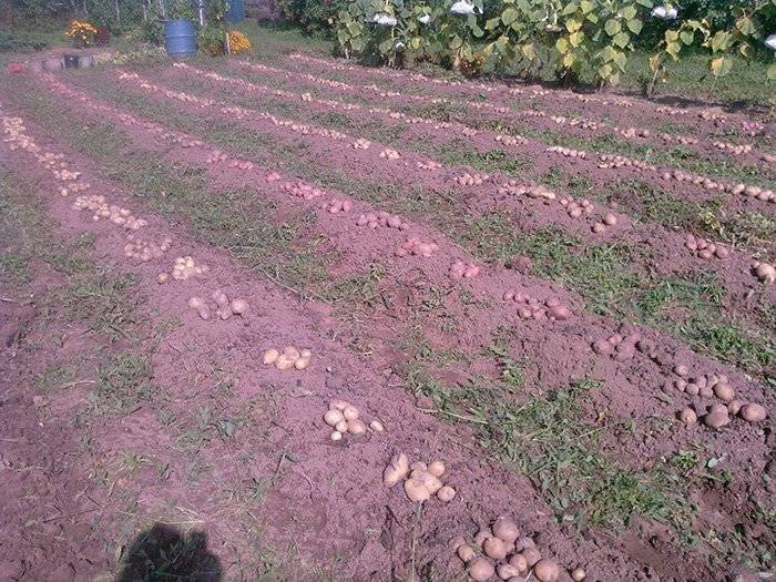 Применение голландской технологии выращивания картофеля на личном приусадебном участке