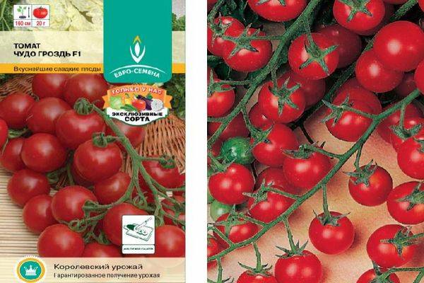 Томат чудо гроздь: отзывы (5), фото, урожайность | tomatland.ru