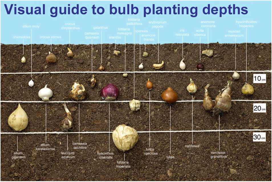 Где и как хранить луковицы тюльпанов до посадки, зимой, в домашних условиях
