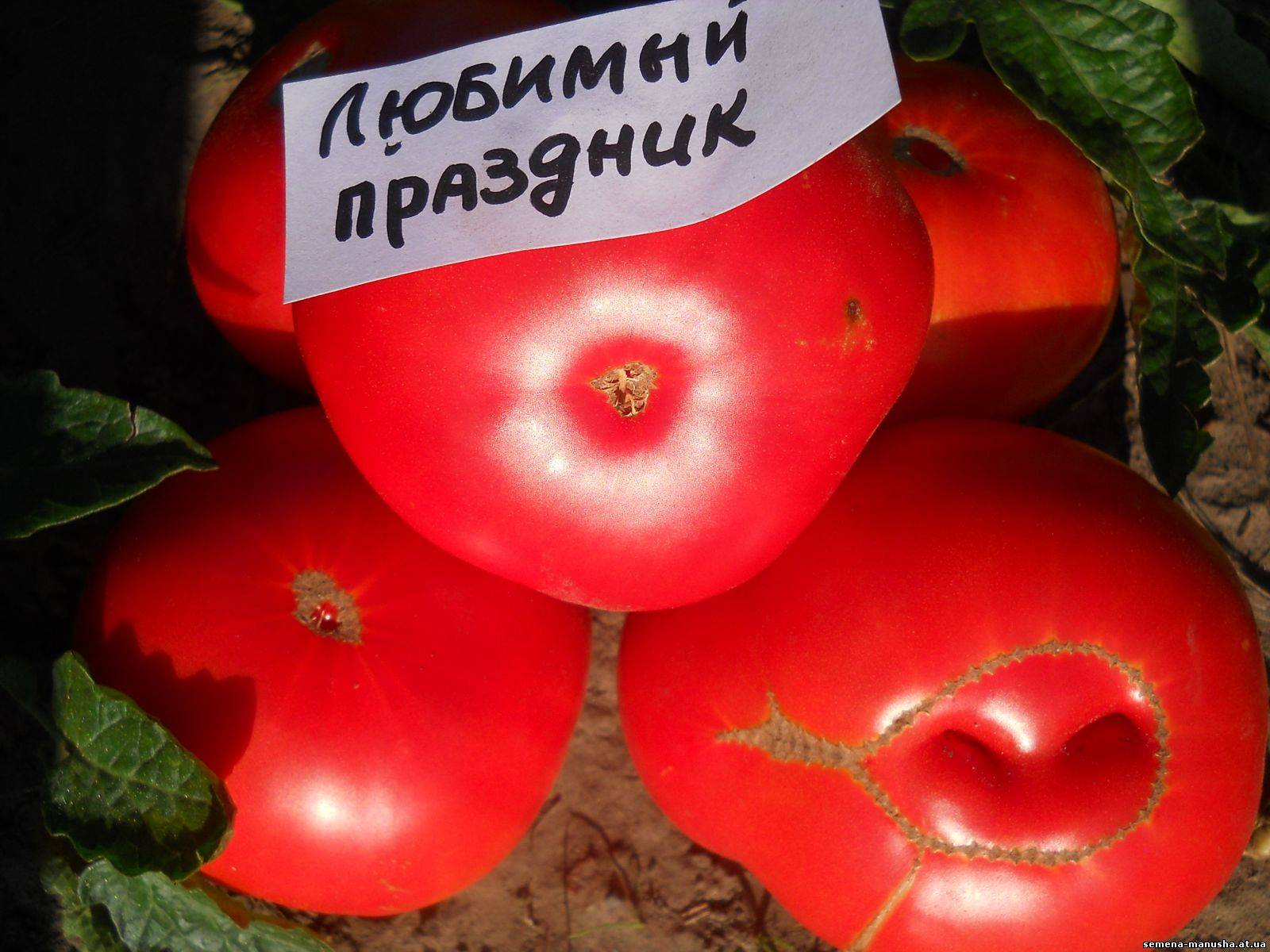 Описание сорта томат любимый праздник