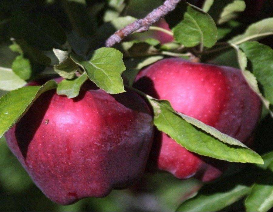 Яблоня голден-делишес: описание сорта, фото, уход
