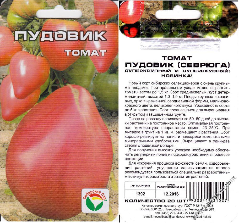 Сорт томата севрюга (пудовик) – идеальные помидоры для наших огородов и теплиц