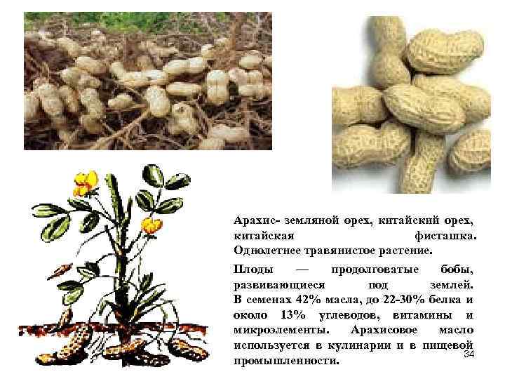 Выращивание арахиса самостоятельно: правила посева, ухода, сбора урожая. как вырастить арахис на огороде в домашних условиях