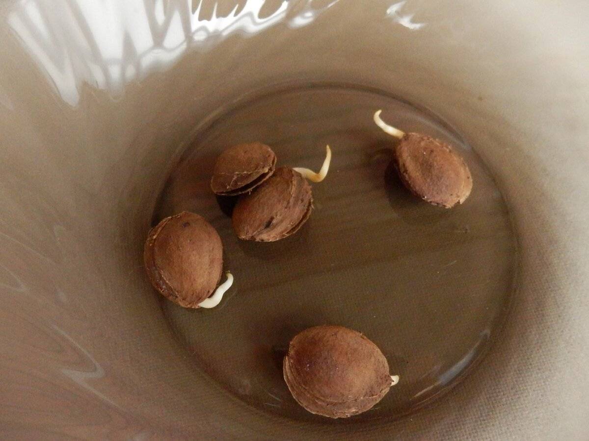 Как вырастить персик из косточки в домашних условиях: можно ли.