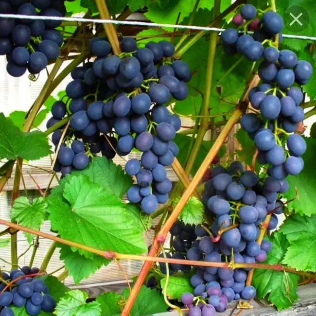 Агат донской: общее описание винограда, особенности ухода за ним и отзывы