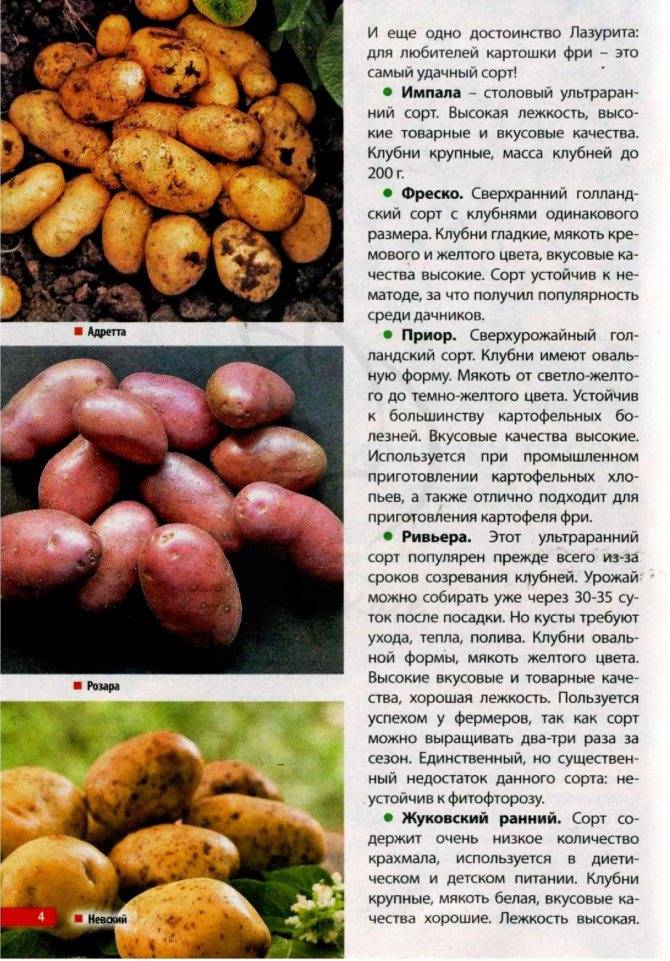 Картофель молли: описание сорта, фото, отзывы о вкусовых качествах и сроках созревания, особенности ухода, выращивания и хранения, характеристика урожайности