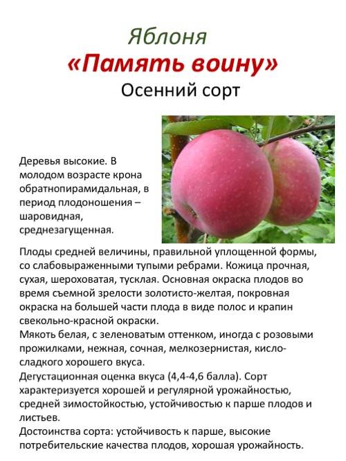 Яблоня имрус ? : характеристика, описание сорта, фото, посадка и уход | qlumba.com
