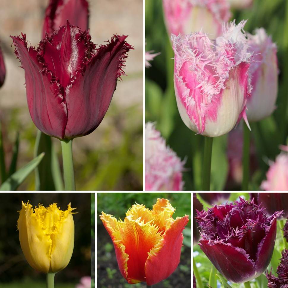 Кустовые тюльпаны: интересные сорта,  5 правил посадки и особенности ухода