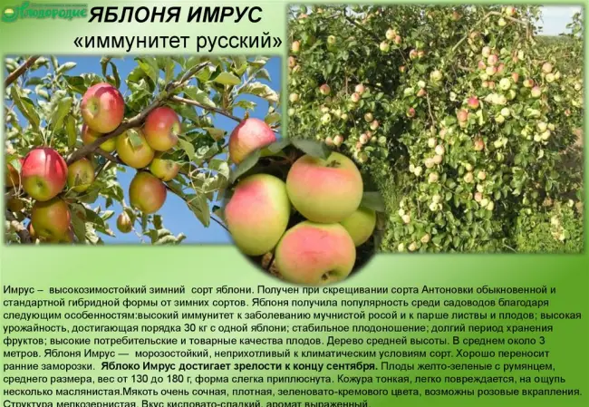 Описание сорта яблони имрус: фото яблок, важные характеристики, урожайность с дерева