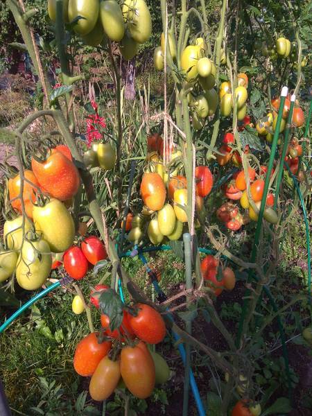 Отзывы об урожайности сорта из франции — томат сэр элиан f1: описание помидоров и характеристики