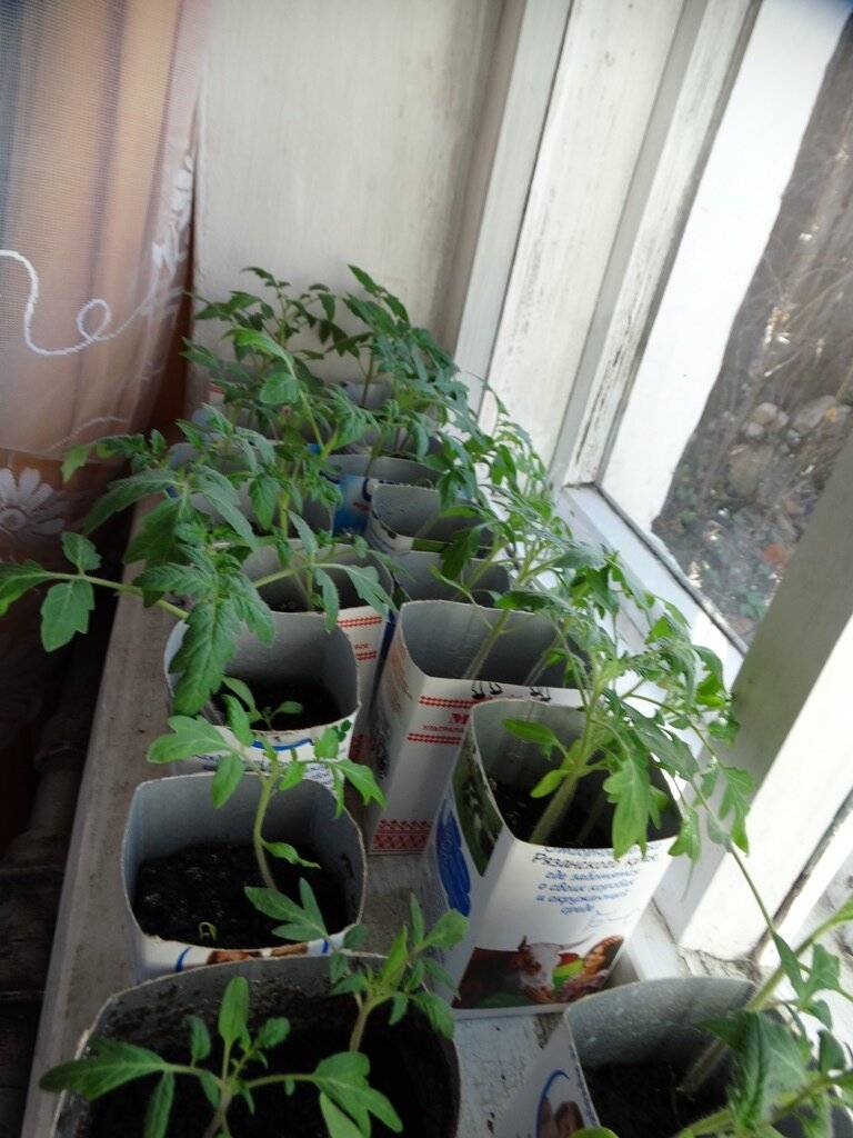 Как правильно вырастить рассаду комнатных помидоров в домашних условиях