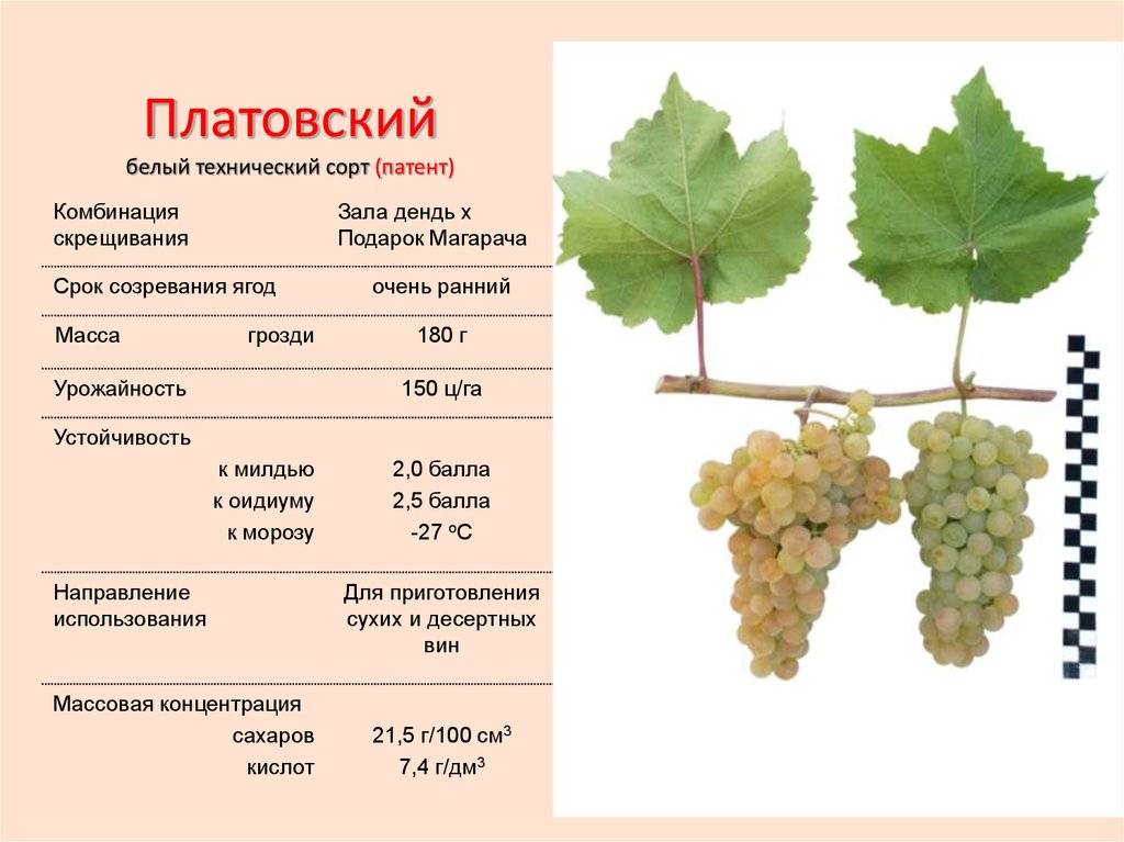 Описание сорта винограда амурский