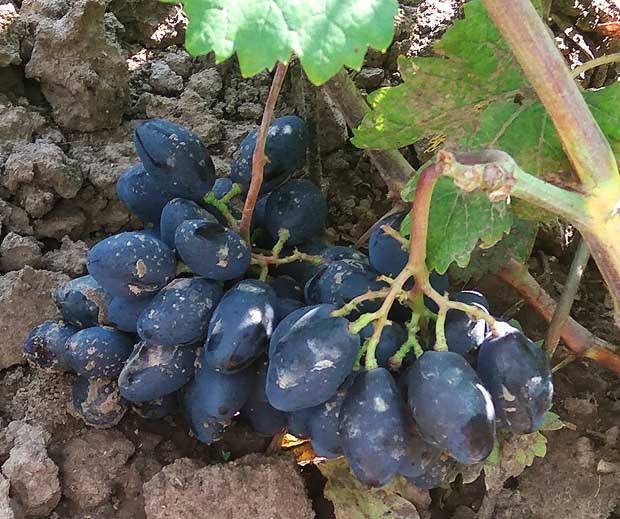 Виноград ромбик: описание сорта, фото, отзывы