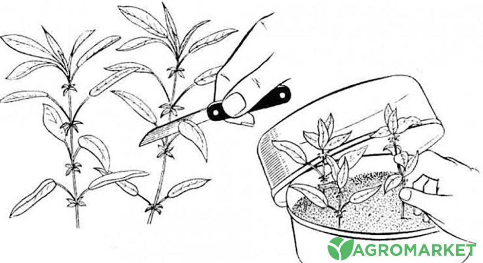 Размножение барбариса черенками и делением, выращивание барбариса из семян, как размножить барбарис отводками