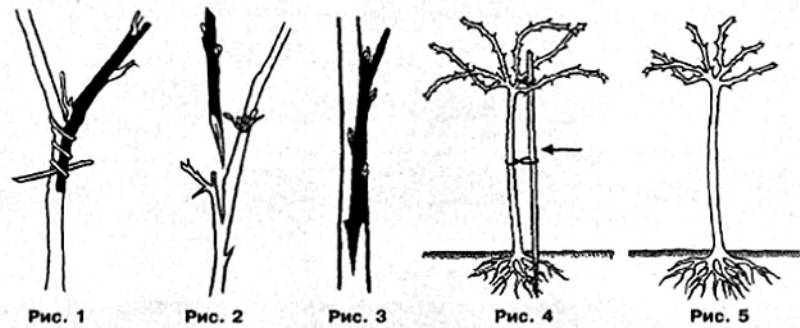 Смородина на штамбе: описание, способы выращивания своими руками, посадка и уход